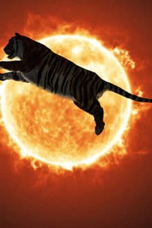 One or Several Tigers