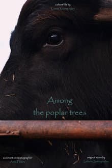Among the poplar trees
