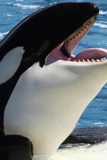 Orcas asesinas - Inteligencia al máximo