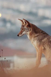 Don't feed the coyotes