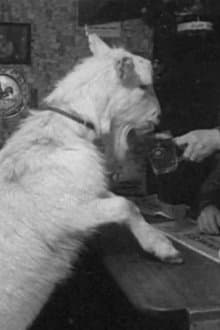Beer-drinking Billy