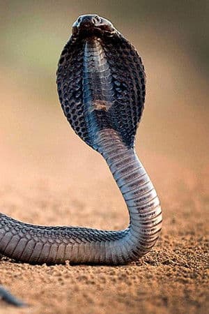 One Million Snake Bites