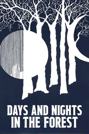 Days and Nights in the Forest