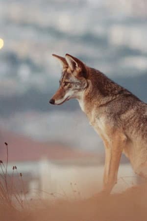 Don't feed the coyotes