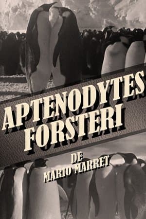 Aptenodytes Forsteri