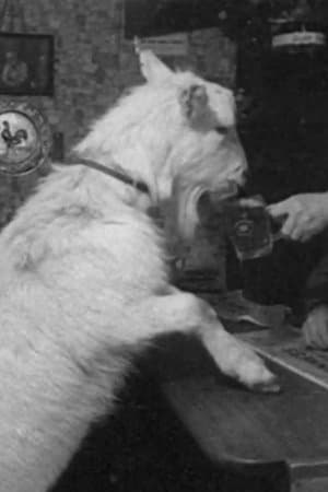 Beer-drinking Billy